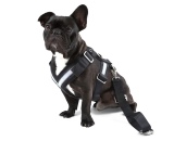 Ремень безопасности для собаки Skoda Dog Safety Belt, размер M, артикул 000019409B