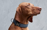 Ошейник для собаки Porsche Pets, Dog Collar, артикул WAP0306000K001